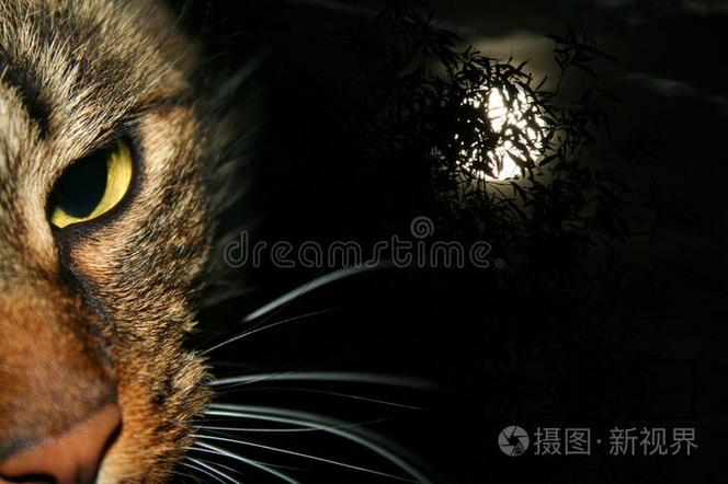 不用下载的夜猫视频缩略图
