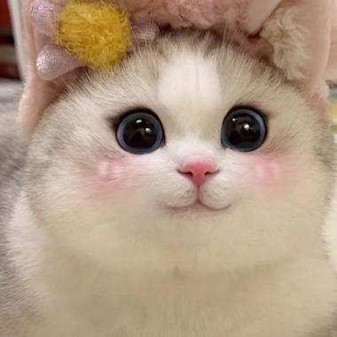 猫咪图片大全可爱头像缩略图