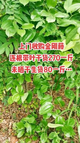 金刚藤干货多少钱一斤缩略图