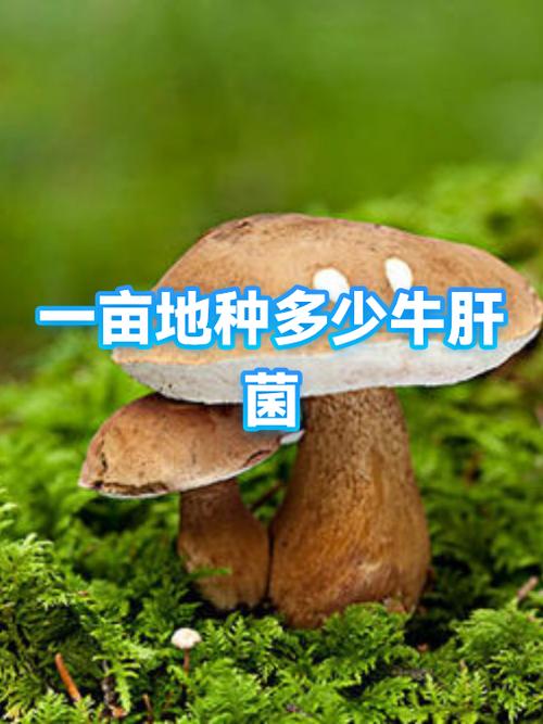 牛肝菌一亩地利润多少缩略图