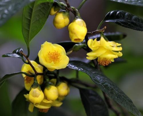 茶树花多少钱一斤缩略图