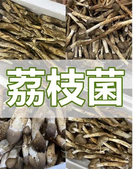 菌菇卖多少钱一斤合适缩略图