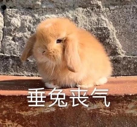 兔子表情包图片缩略图