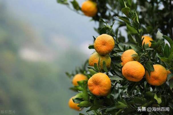晚熟是什么意思?游戏截图