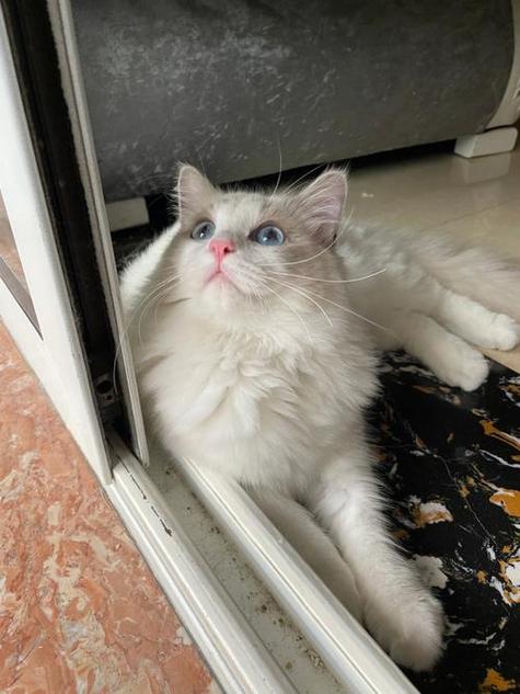 丝质的布偶猫缩略图