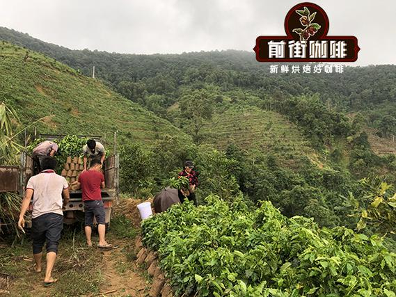 云南咖啡十大品牌缩略图