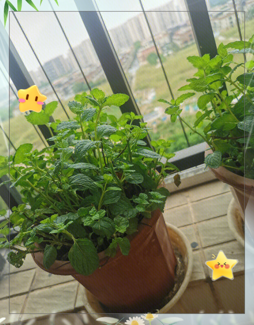 薄荷的种植方法缩略图
