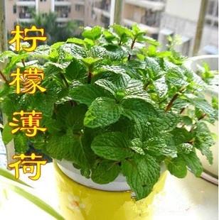 土薄荷缩略图