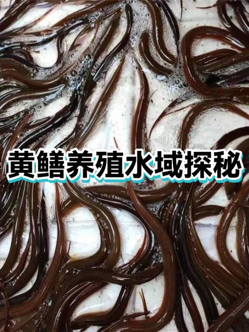 为何黄鳝没人敢养缩略图