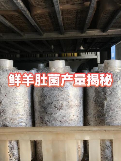 菌种多少钱一袋缩略图