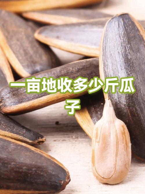 种南瓜一亩地的利润游戏截图