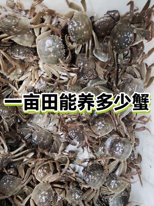 一亩稻田能养多少螃蟹缩略图