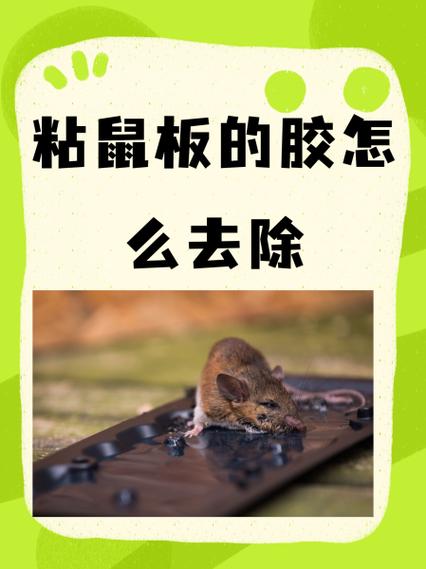 粘鼠板的胶粘在衣服上怎么去除缩略图