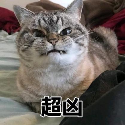 猫咪超凶表情包缩略图