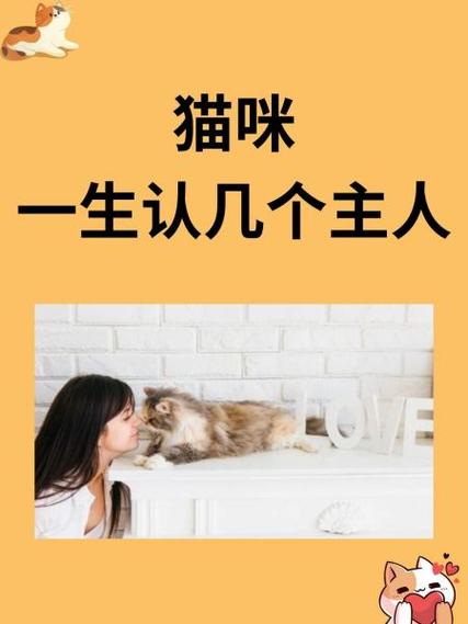 小猫几个月开始认主人缩略图