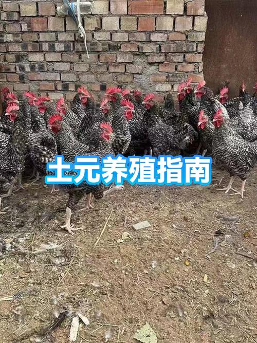 土元养殖多少钱一斤缩略图