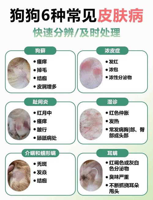 狗毛过敏的症状图片缩略图