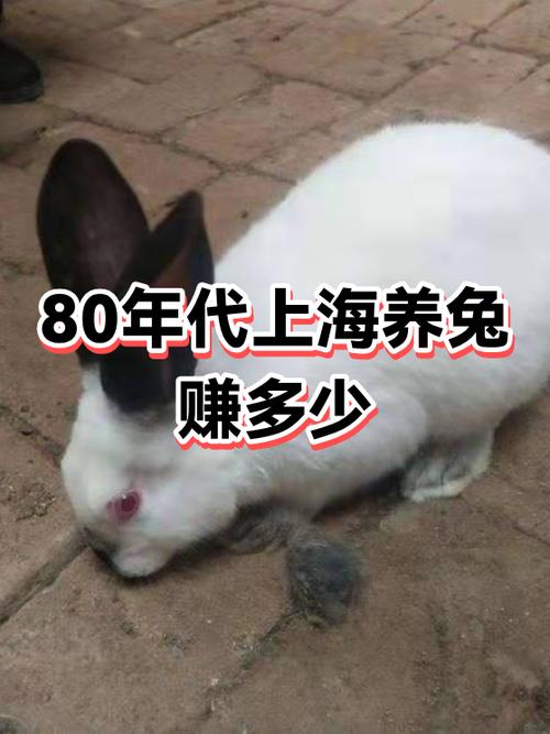 养殖宠物兔赚钱吗游戏截图