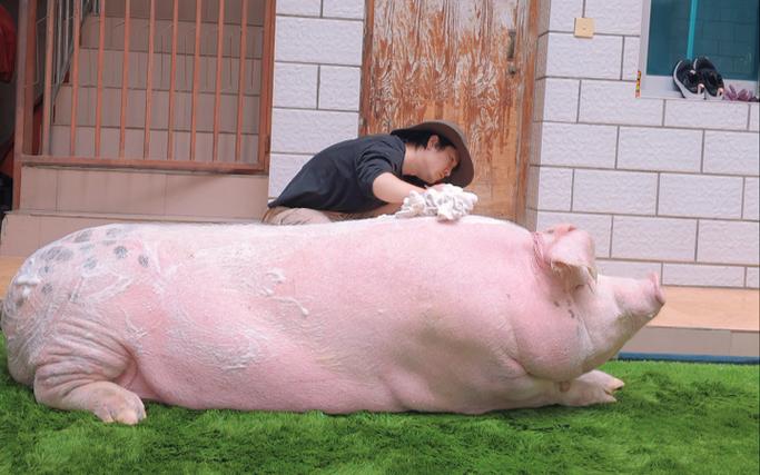 猪的短视频素材游戏截图