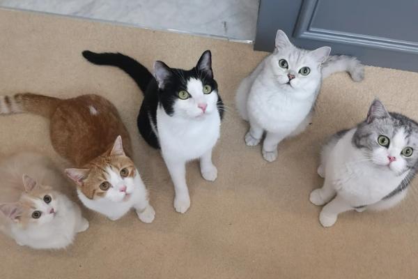 花花与三猫catlive后院猫缩略图