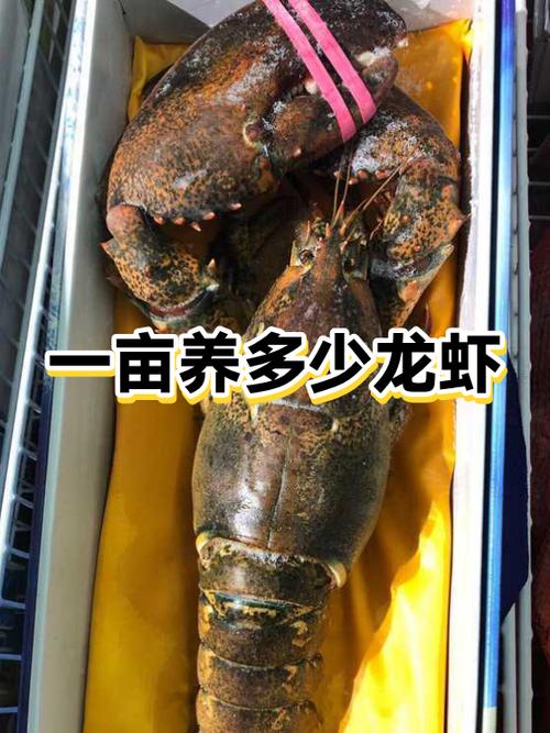 大虾养殖一亩投资成本缩略图
