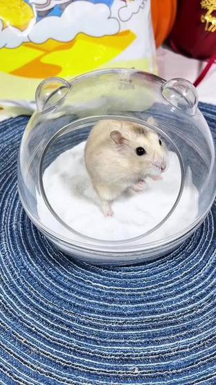 仓鼠浴沙洗澡洗死了缩略图