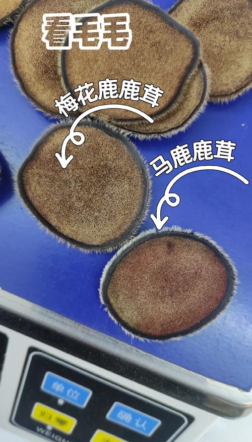 鹿茸真假最简单三招缩略图
