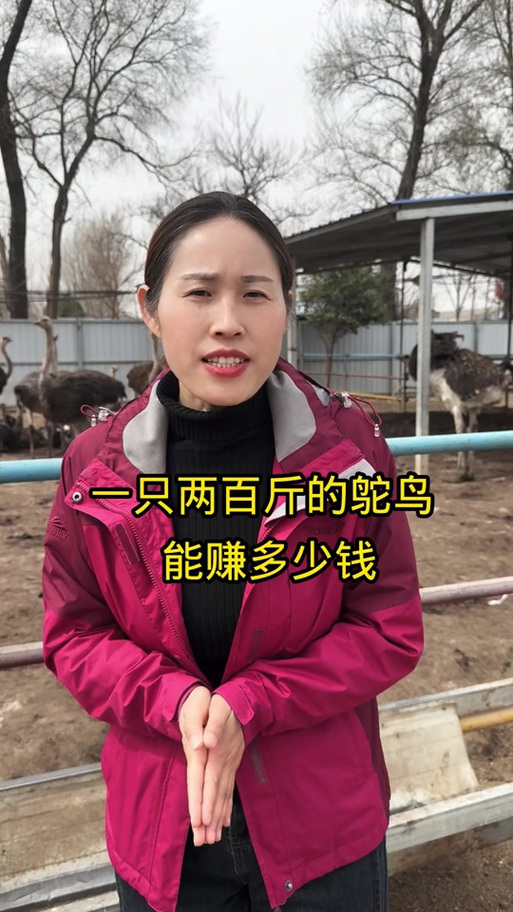 养鸵鸟10只一年利润多少游戏截图