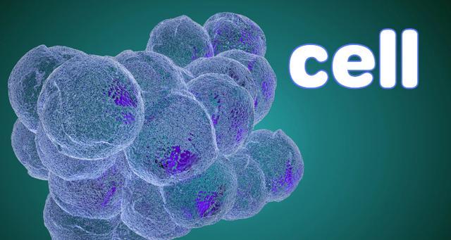 cell 的中文意思游戏截图