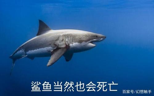 鲨鱼死掉叫什么游戏截图