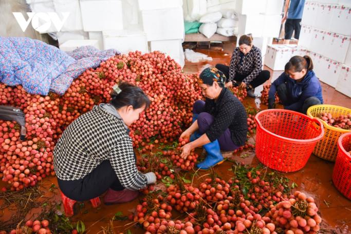 荔枝怎么赚钱游戏截图