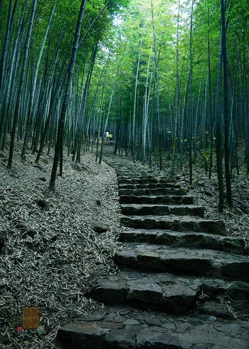 描写深山树林的句子游戏截图