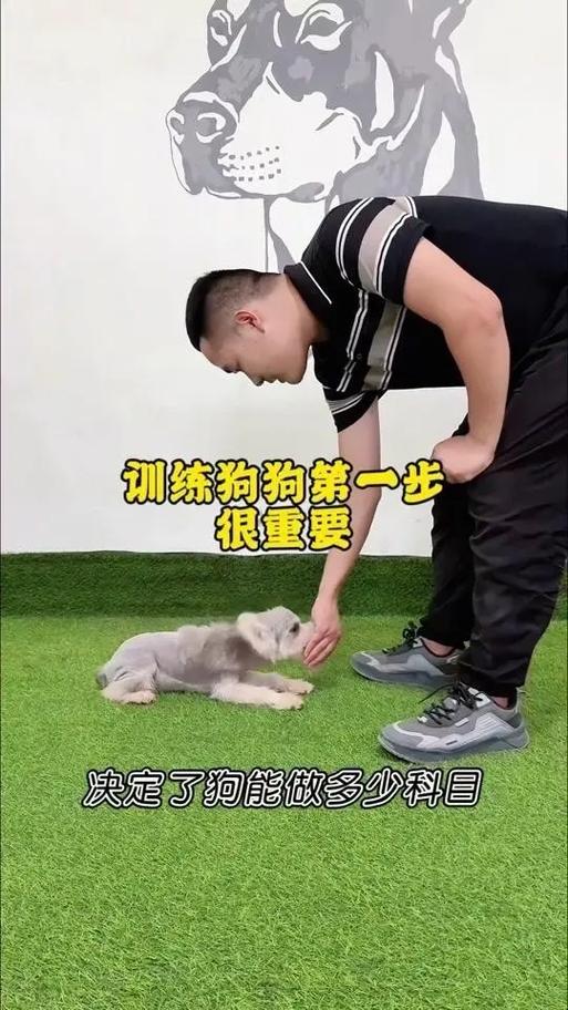 狗狗训练技巧缩略图