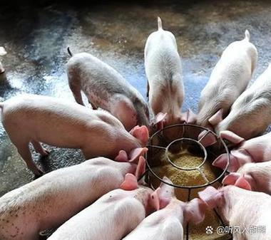 农村个体养猪还允许吗缩略图