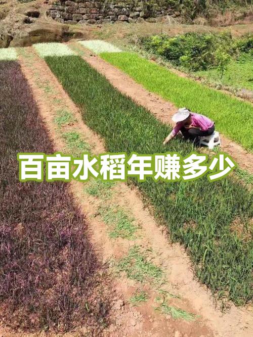 100亩水稻一年利润缩略图