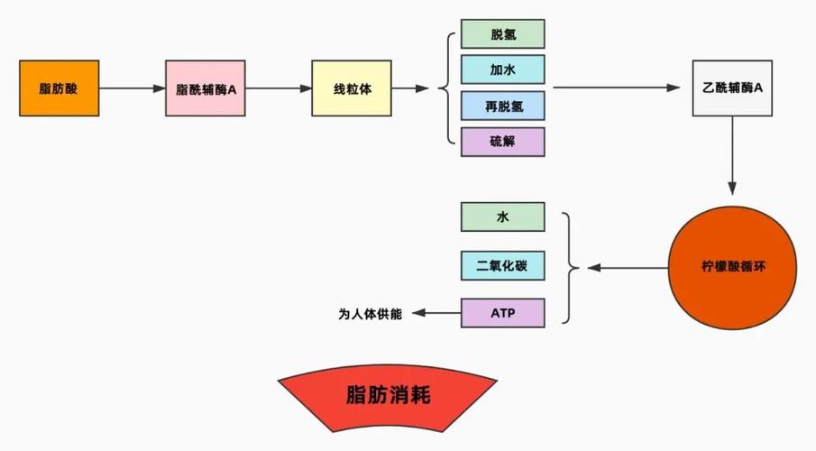 减肥的基本原理缩略图