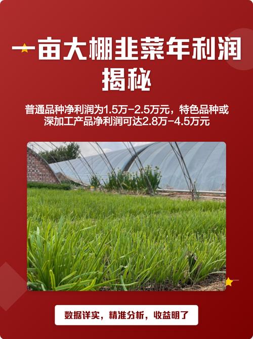 一亩韭菜一年利润缩略图