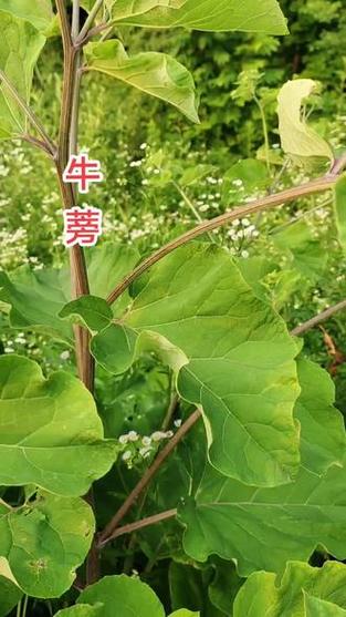 牛蒡悬赏缩略图
