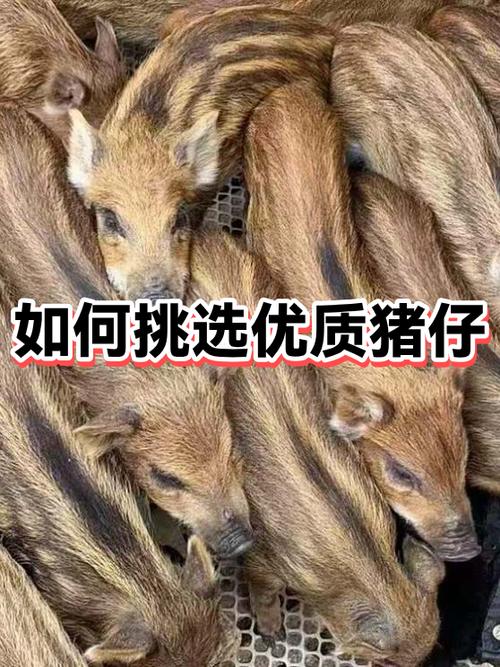 猪仔和猪崽的区别缩略图