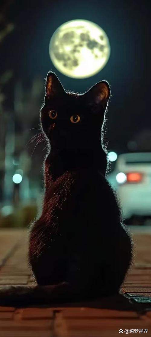 黑猫高清图片壁纸缩略图