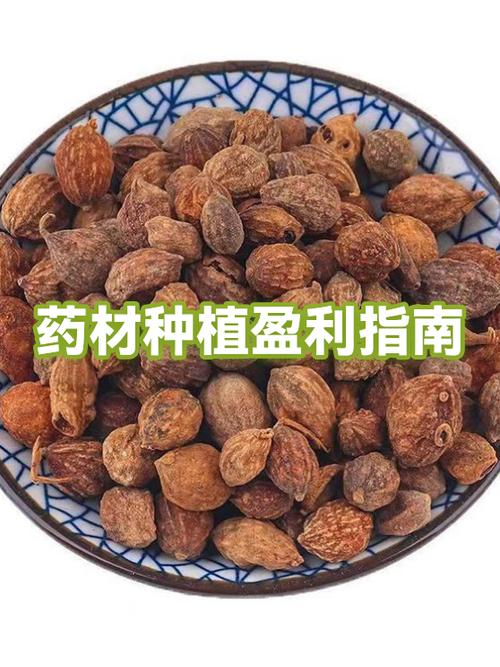 金银花一亩利润多少缩略图