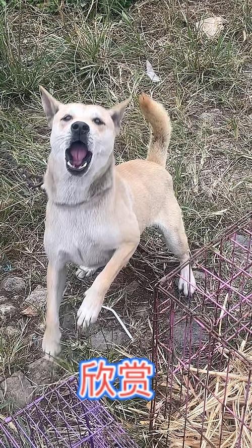 土猎犬几个月才认主人缩略图