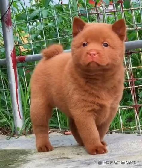 真假五红犬对比照片缩略图