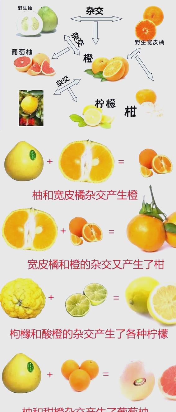柑橘citrus缩略图