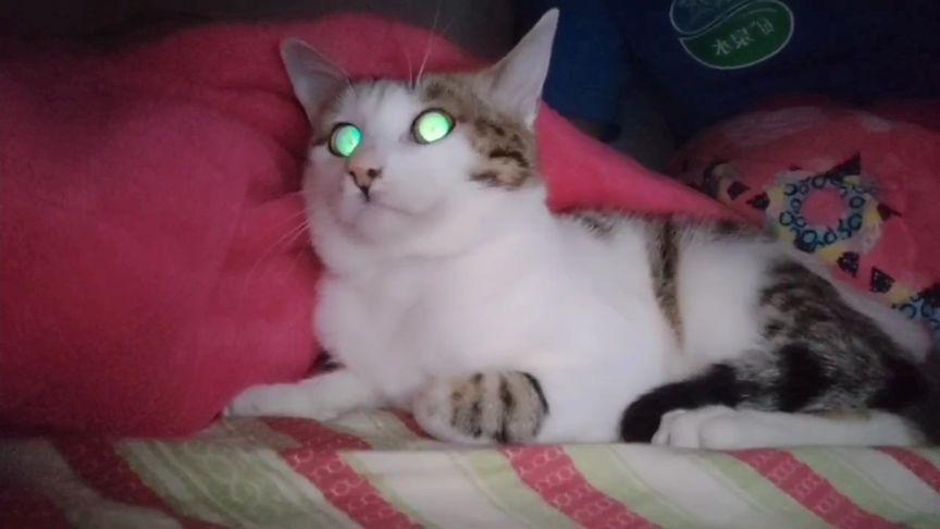 猫咪叫声播放吓老鼠缩略图