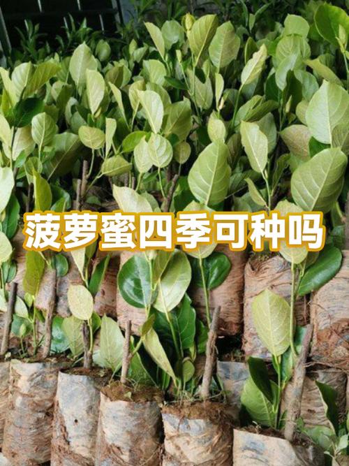 卖菠萝蜜挣钱吗缩略图