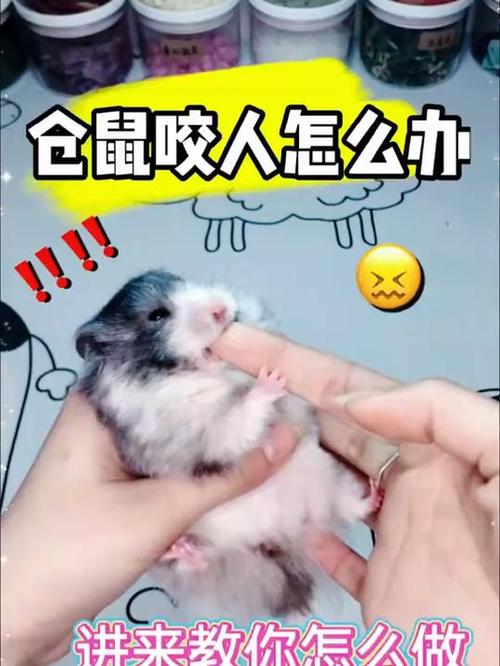 仓鼠轻轻咬你游戏截图