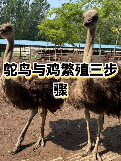 鸵鸟繁殖周期缩略图