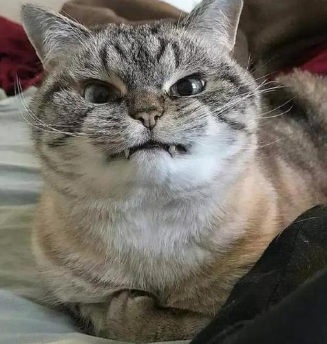 猫咪奶凶图片大全可爱缩略图