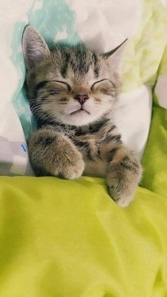 睡着的小猫咪官方版缩略图